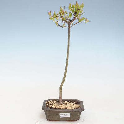 Outdoor bonsai - Acer ginala - Fire maple VB2020-252