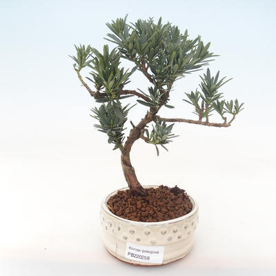 Indoor bonsai - Podocarpus - Stone yew PB220258