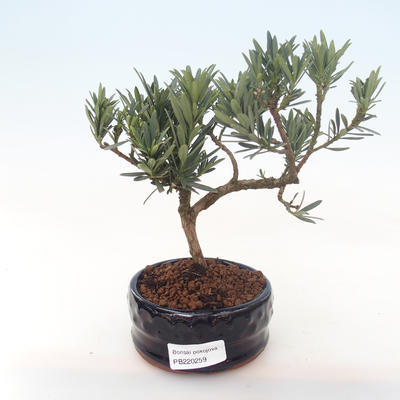 Indoor bonsai - Podocarpus - Stone yew PB220259