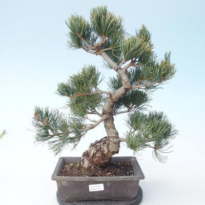 Pinus parviflora - Small-flowered Pine VB2020-125 - 1