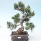 Pinus parviflora - Small-flowered Pine VB2020-125 - 1/3