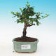 Room bonsai - Carmona macrophylla - Tea fuki - 1/5