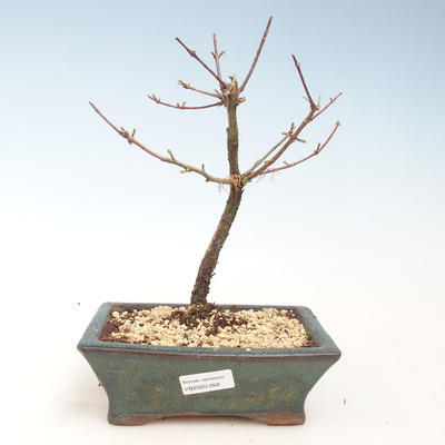 Outdoor Bonsai - Metasequoia glyptostroboides - Chinese Metasquoia VB2020-268 - 1