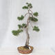Outdoor bonsai - Pinus Sylvestris - Scots pine - 1/5