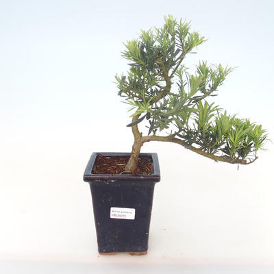 Indoor bonsai - Podocarpus - Stone yew PB220272