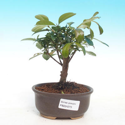 Room bonsai - Australian cherry - Eugenia uniflora - 1