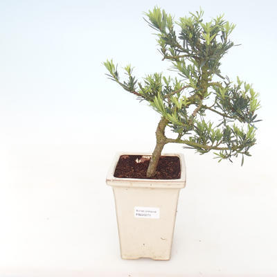 Indoor bonsai - Podocarpus - Stone yew PB220273