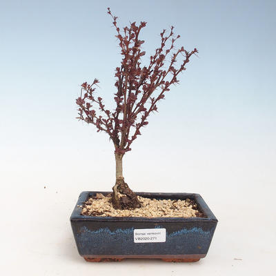 Outdoor bonsai - Berberis thunbergii Atropurpureum - Barberry VB2020-271 - 1