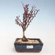 Outdoor bonsai - Berberis thunbergii Atropurpureum - Barberry VB2020-271 - 1/2