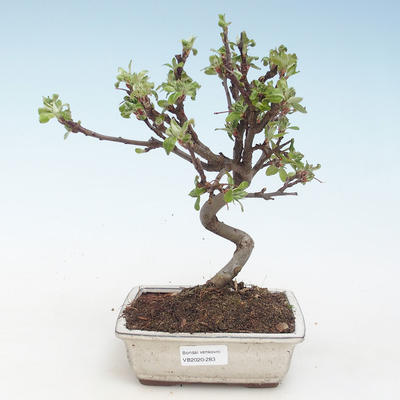 Outdoor bonsai - Malus halliana - Small Apple VB2020-283 - 1