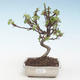 Outdoor bonsai - Malus halliana - Small Apple VB2020-283 - 1/4