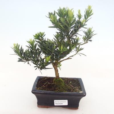 Indoor bonsai - Podocarpus - Stone yew PB220284