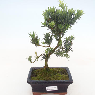 Indoor bonsai - Podocarpus - Stone yew PB220286