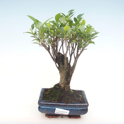 Indoor bonsai - Ficus retusa - small leaf ficus PB220288 - 1