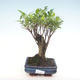 Indoor bonsai - Ficus retusa - small leaf ficus PB220288 - 1/2