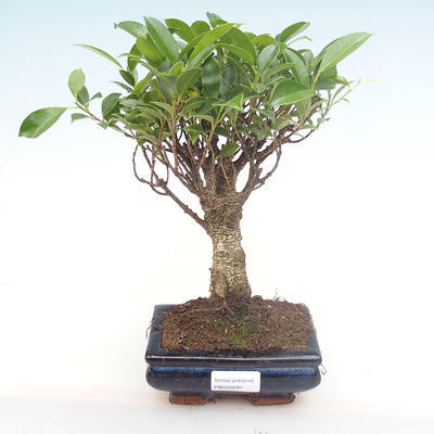 Indoor bonsai - Ficus retusa - small leaf ficus PB220291 - 1