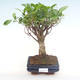Indoor bonsai - Ficus retusa - small leaf ficus PB220291 - 1/2