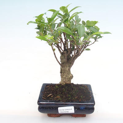 Indoor bonsai - Ficus retusa - small leaf ficus PB220292 - 1