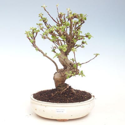 Outdoor bonsai - Malus halliana - Small apple VB2020-296 - 1