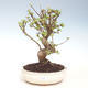 Outdoor bonsai - Malus halliana - Small apple VB2020-296 - 1/4
