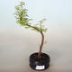 Outdoor bonsai - Metasequoia glyptostroboides - Chinese Metasequoia - 1/2
