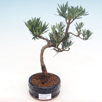 Indoor bonsai - Podocarpus - Stone yew PB220300