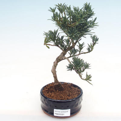 Indoor bonsai - Podocarpus - Stone yew PB220301