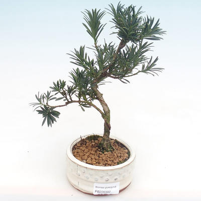 Indoor bonsai - Podocarpus - Stone yew PB220302