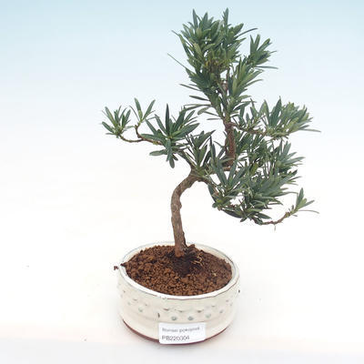 Indoor bonsai - Podocarpus - Stone yew PB220304