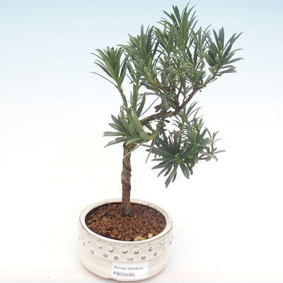 Indoor bonsai - Podocarpus - Stone yew PB220305