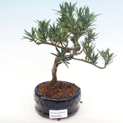 Indoor bonsai - Podocarpus - Stone yew PB220306