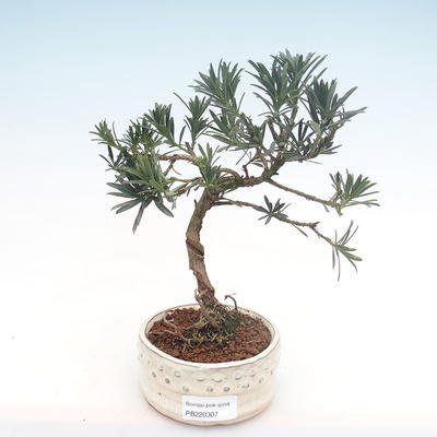 Indoor bonsai - Podocarpus - Stone yew PB220307