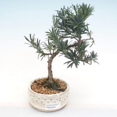 Indoor bonsai - Podocarpus - Stone yew PB220308