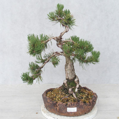 Outdoor bonsai - Pinus Mugo - Kneeling Pine - 1