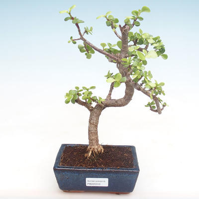 Indoor bonsai - Portulakaria Afra - Thicket PB220310 - 1