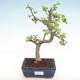 Indoor bonsai - Portulakaria Afra - Thicket PB220310 - 1/2