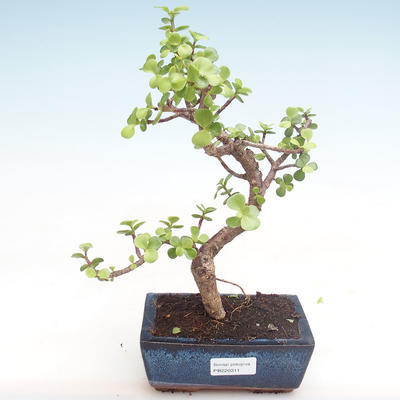 Indoor bonsai - Portulakaria Afra - Thicket PB220311 - 1