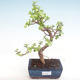 Indoor bonsai - Portulakaria Afra - Thicket PB220311 - 1/2