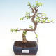 Indoor bonsai - Portulakaria Afra - Thicket PB220312 - 1/2