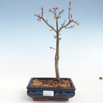 Outdoor bonsai - Acer palmatum SHISHIGASHIRA- Small maple VB2020-318 - 1