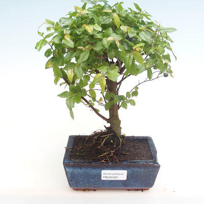 Indoor bonsai - Sagerécie thea - Sagerécie thea PB220320 - 1