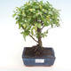 Indoor bonsai - Sagerécie thea - Sagerécie thea PB220320 - 1/4