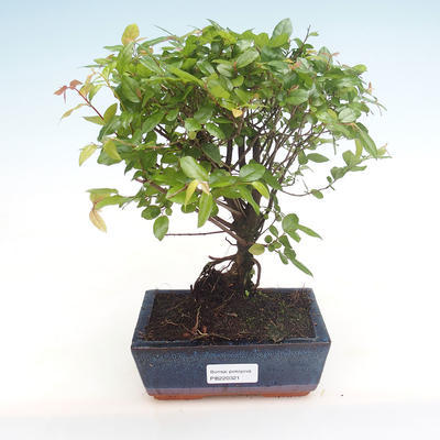 Indoor bonsai - Sagerécie thea - Sagerécie thea PB220321 - 1