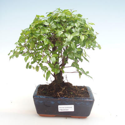 Indoor bonsai - Sagerécie thea - Sagerécie thea PB220322 - 1