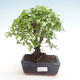 Indoor bonsai - Sagerécie thea - Sagerécie thea PB220322 - 1/4