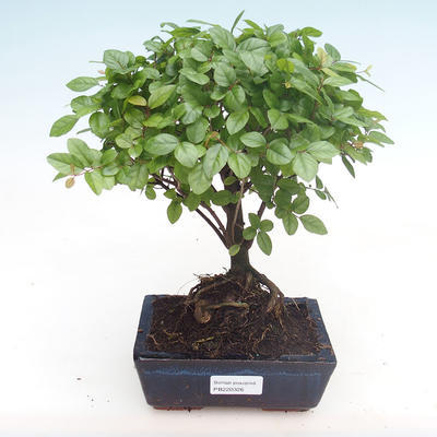 Indoor bonsai - Sagerécie thea - Sagerécie thea PB220326 - 1