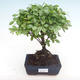 Indoor bonsai - Sagerécie thea - Sagerécie thea PB220326 - 1/4