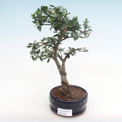 Indoor bonsai - Ilex crenata - Holly PB220328
