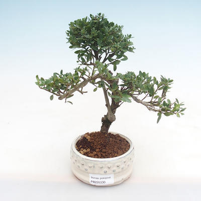 Indoor bonsai - Ilex crenata - Holly PB220330
