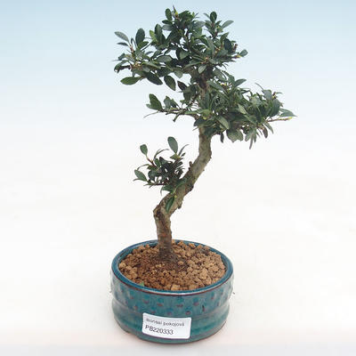 Indoor bonsai - Ilex crenata - Holly PB220333